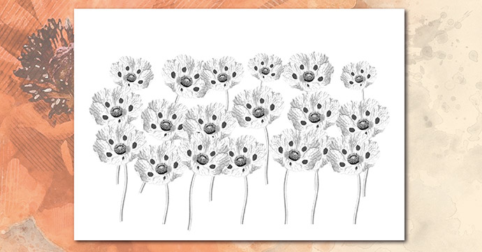 Poppy Field Black and White poppy field black and white