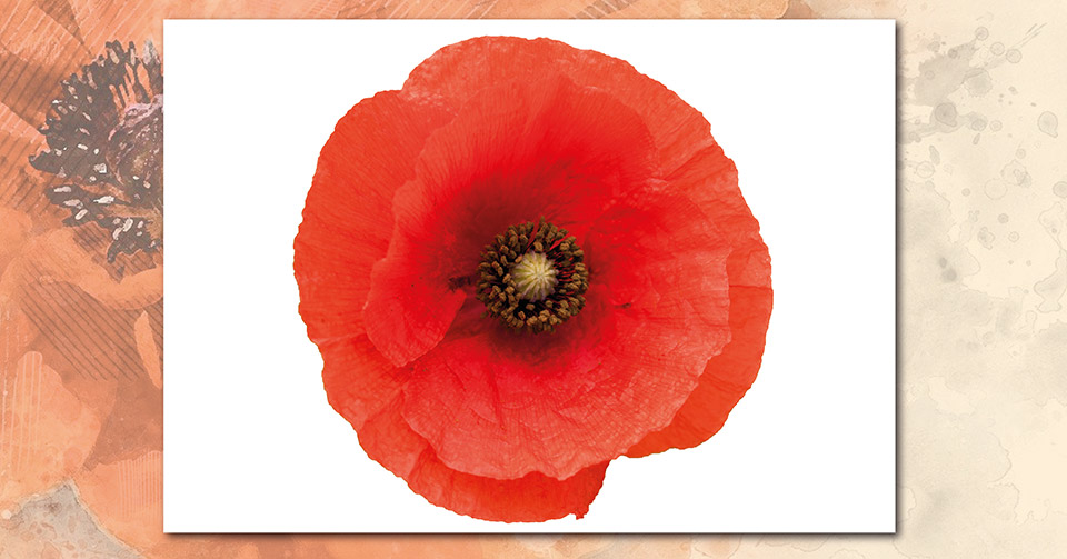 Poppy Head poppy head