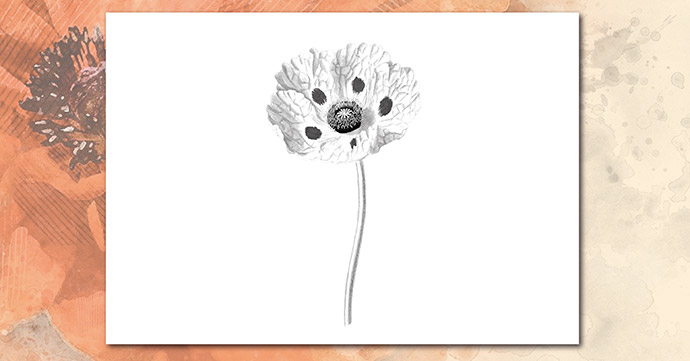 Poppy Single Black and White 01 poppy single black and white 01