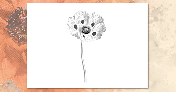 Poppy Single Black and White 02 poppy single black and white 02