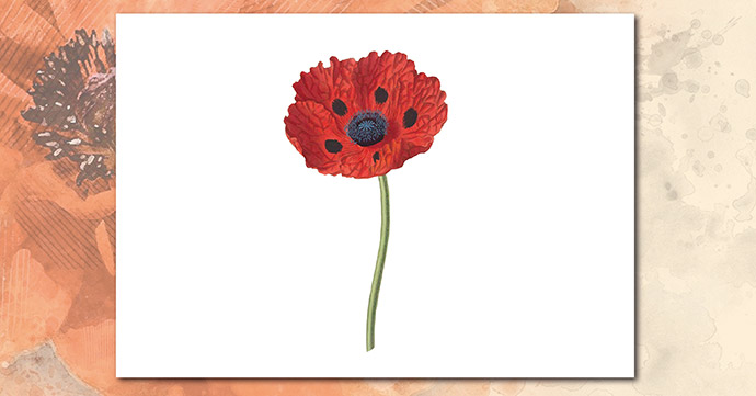 Poppy Single Colour 01 poppy single colour 01