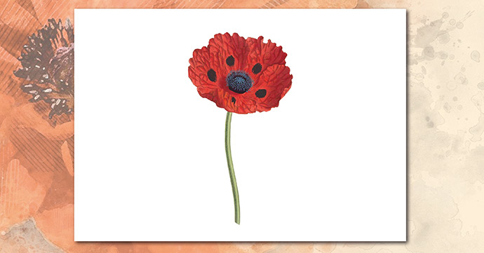 Poppy Single Colour 02 poppy single colour 02