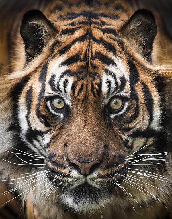 Cartridge People Zoo and Wildlife Competition Winner 2020 close up of a tiger