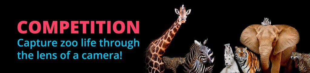 Zoo and Wildlife Photography Competition competition capture zoo life through the lens of a camera