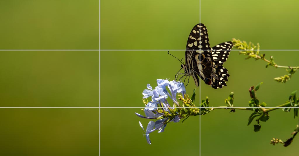 Rule of thirds photo example rule of thirds photo example of butterfly