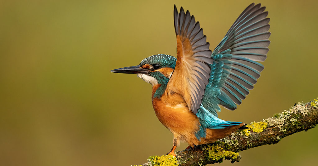 Kingfisher in flight kingfisher wings flying